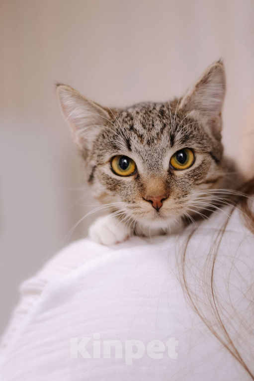 Кошки в Москве: Котенок в добрые руки Девочка, Бесплатно - фото 3