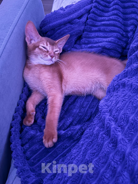 Кошки в других городах Московской области: 💥Продается котенок ( Окрaс сорpель ). Мальчик, 40 000 руб. - фото 8