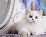 Кошки в Москве: Британский котенок Вьюга Девочка, 140 000 руб. - фото 6