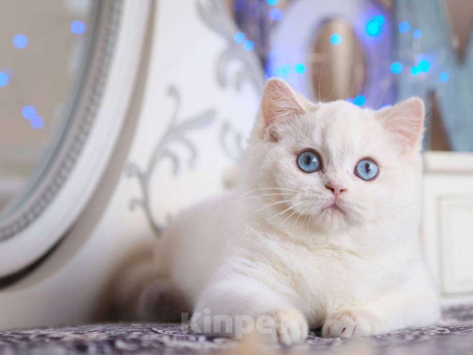 Кошки в Москве: Британский котенок Вьюга Девочка, 140 000 руб. - фото 6