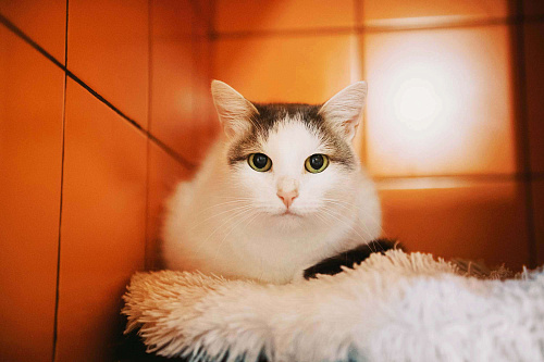 Скромник Юнга в поисках счастья!