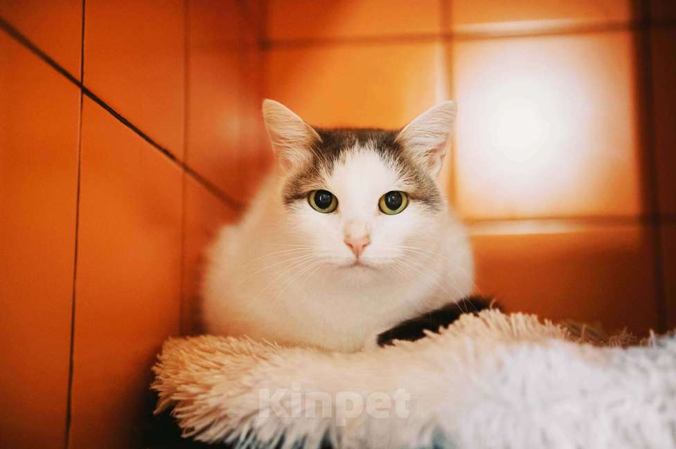 Кошки в Москве: Скромник Юнга в поисках счастья! Мальчик, Бесплатно - фото 1