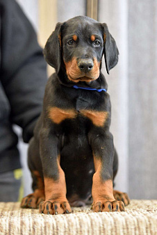 Щенки добермана