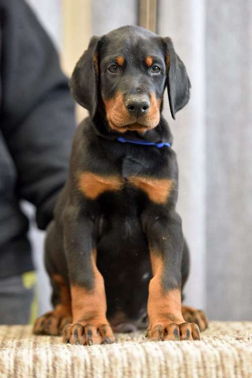 Собаки в других городах Московской области: Щенки добермана Мальчик, 65 000 руб. - фото 1