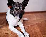 Собаки в Москве: Маленькая Ави срочно ищет дом Девочка, Бесплатно - фото 3