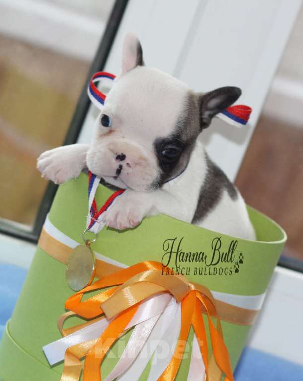Собаки в Москве: Щенки французского бульдога с документами РКФ Разнополые, 35 000 руб. - фото 8