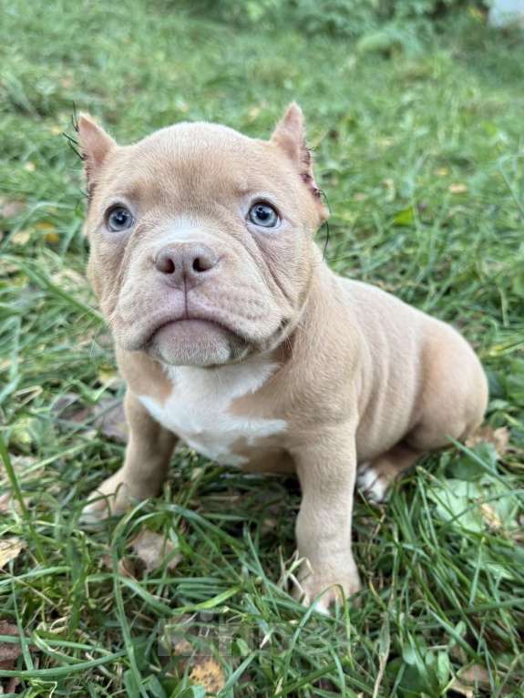 Собаки в Жуковском: Американский булли щенки покет Девочка, 90 000 руб. - фото 2