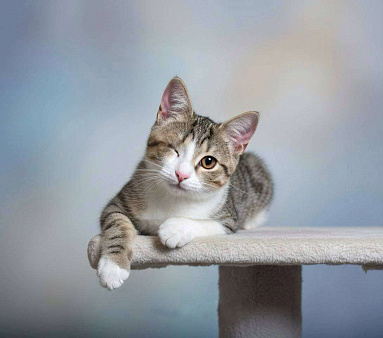 котенок Кнопка ищет дом