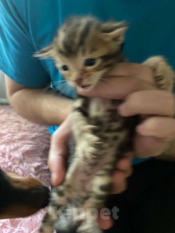 Кошки в Санкт-Петербурге: Бенгальские котята Мальчик, 7 000 руб. - фото 9