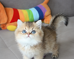 Кошки в Нижнем Новгороде: Котик шотландский Мальчик, 35 000 руб. - фото 2