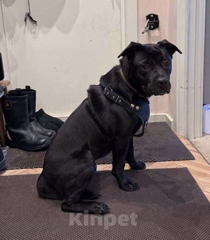 Собаки в Москве: Мальчик Рони ищет дом Мальчик, Бесплатно - фото 3