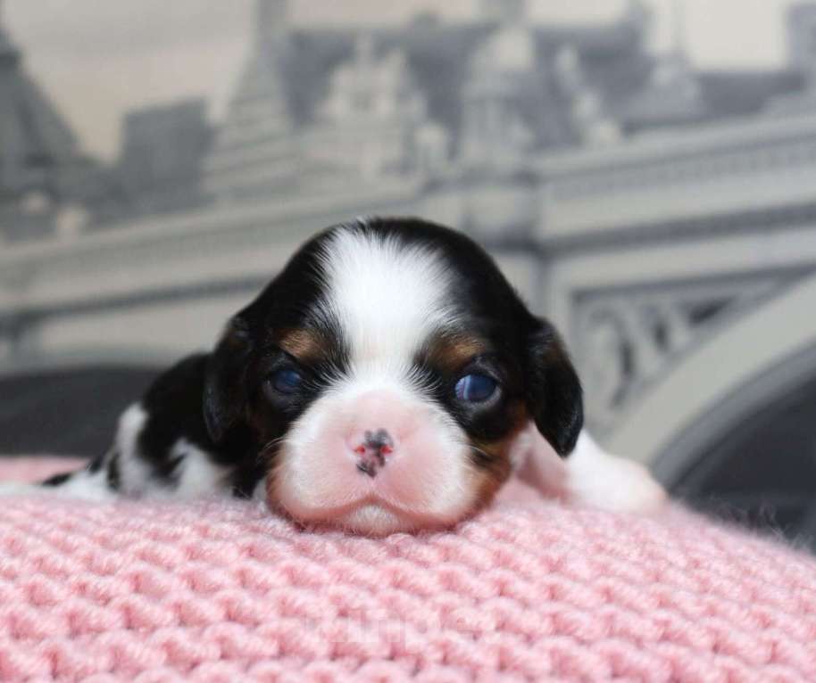 Собаки в Москве: Кавалер кинг чарльз спаниель триколор Девочка, 100 000 руб. - фото 3