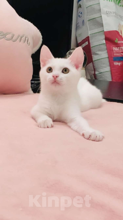 Кошки в Москве: Котёнок  Девочка, 8 000 руб. - фото 5