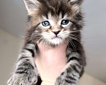 Кошки в Санкт-Петербурге: Котенок мейн-кун полидакт на передние лапы 6/6/4/4 Мальчик, 80 000 руб. - фото 3