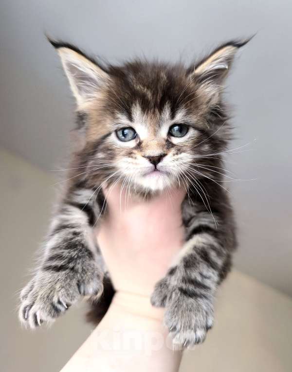 Кошки в Санкт-Петербурге: Котенок мейн-кун полидакт на передние лапы 6/6/4/4 Мальчик, 80 000 руб. - фото 3