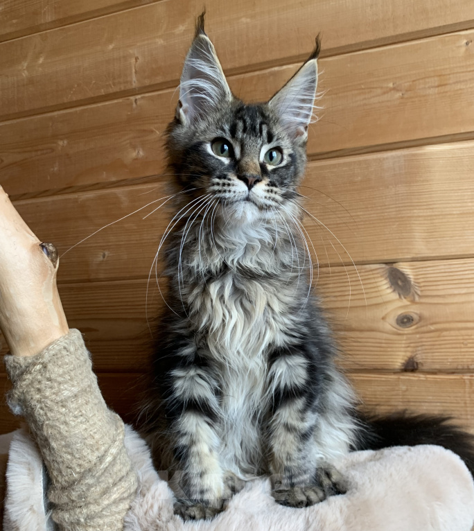 Кошки в других городах Ленинградской области: Котята мейн кун из питомника Nord-Westland Мальчик, 50 000 руб. - фото 8