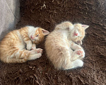 Кошки в Иркутске:  Котята в добрые руки, к лотку приучены Мальчик, Бесплатно - фото 5