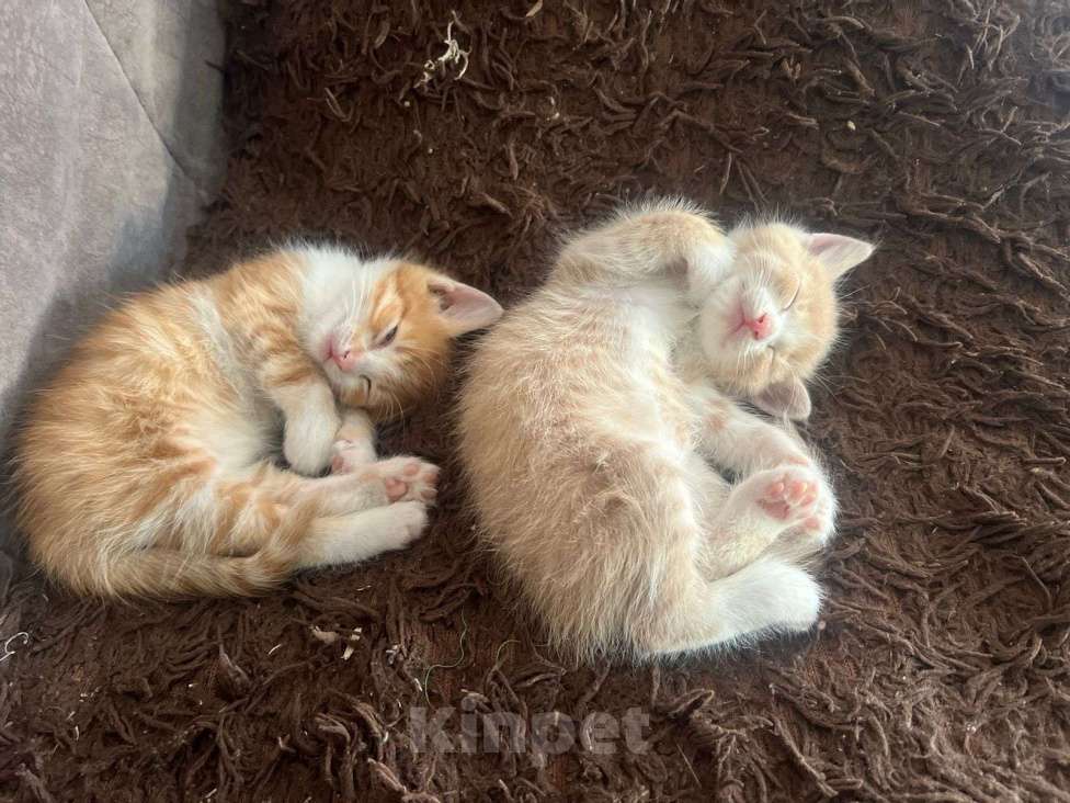 Кошки в Иркутске:  Котята в добрые руки, к лотку приучены Мальчик, Бесплатно - фото 5