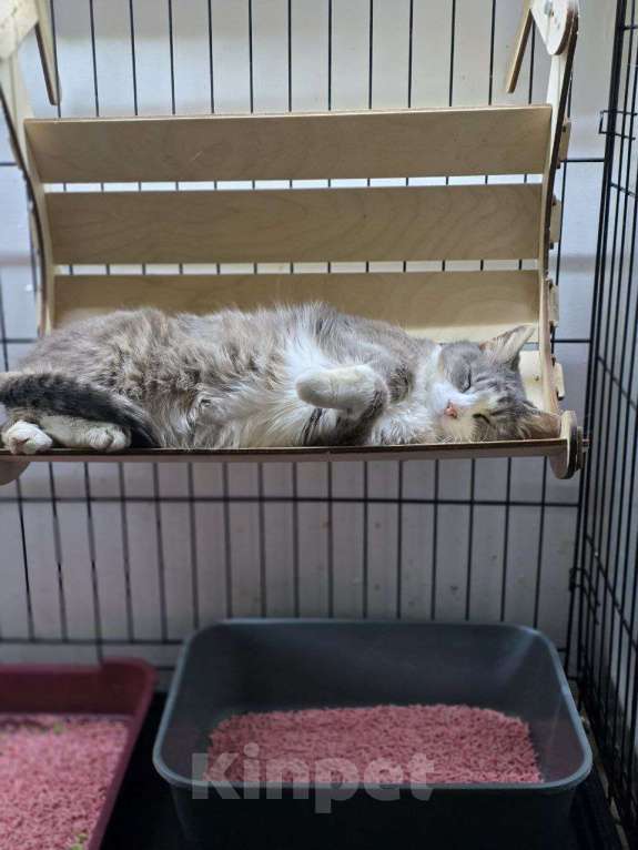 Кошки в Москве: Мортиша стала не нужна Девочка, Бесплатно - фото 3