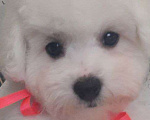 Собаки в других городах Московской области: Ваша маленькая радость: нежная девочка Бишон Фризе, 3.5 месяца, ждет объятий! Девочка, 150 000 руб. - фото 1