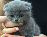 Кошки в Электростали: Вязка с Шотландским вислоухим котом Мальчик, 2 500 руб. - фото 9