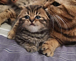 Кошки в Орлове: Вязка, 1 000 руб. - фото 4