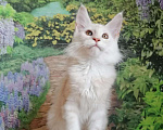 Кошки в Собинке: Бридовая кошка Мейн-кун из питомника, 35 000 руб. - фото 6
