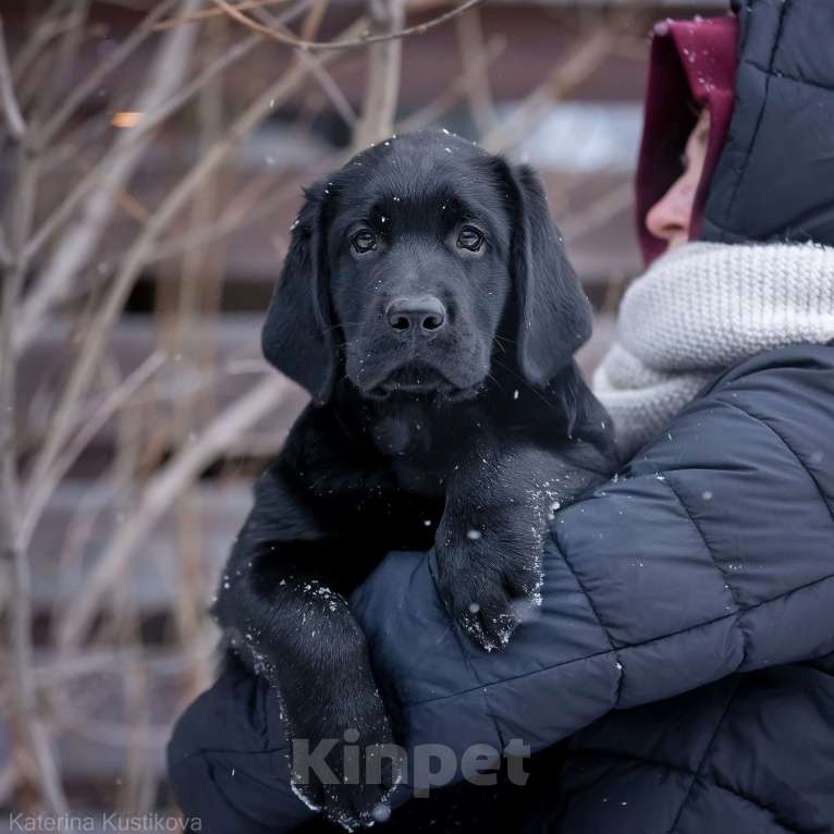 Собаки в других городах Московской области: Черный мальчик 2 месяца Мальчик, 90 000 руб. - фото 3
