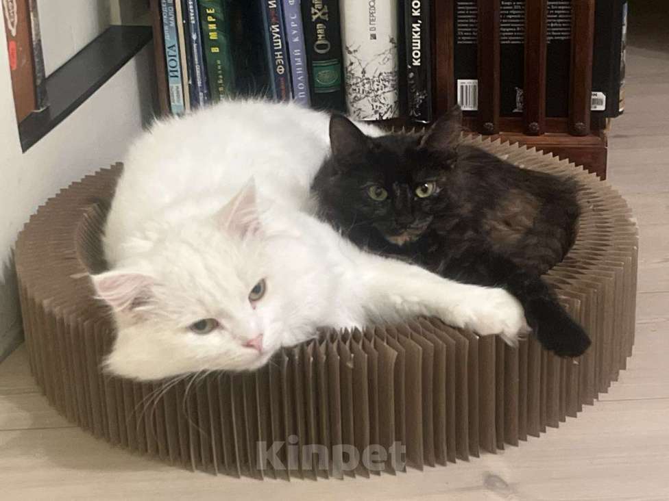 Кошки в Москве: Вальяжный Ангорский кот в добрые руки Мальчик, Бесплатно - фото 2