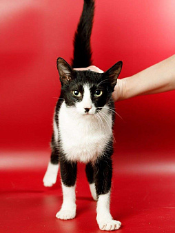 Гаянэ, кошка- антидепрессант