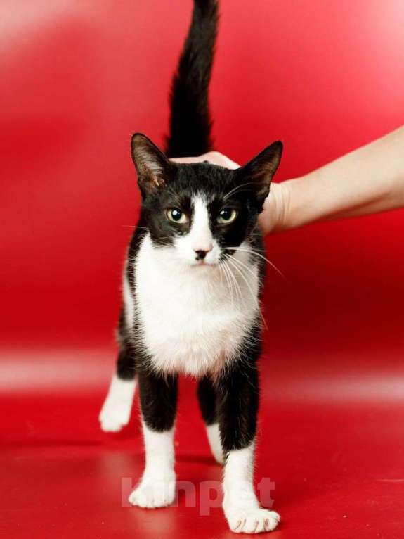 Кошки в Москве: Гаянэ, кошка- антидепрессант Девочка, Бесплатно - фото 1