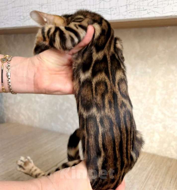 Кошки в Москве: Клубные бенгальские котята - мальчик Мальчик, 50 000 руб. - фото 1