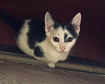 Кошки в Москве: Котята Васька и Ерошка ищут дом или их ждет улица Мальчик, Бесплатно - фото 7