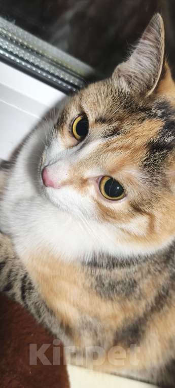 Кошки в Екатеринбурге: Ищем дом Девочка, Бесплатно - фото 6