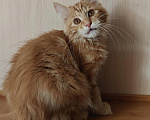 Кошки в Владивостоке: Котята Курильского бобтейла. Продажа и резерв Разнополые, 20 000 руб. - фото 5