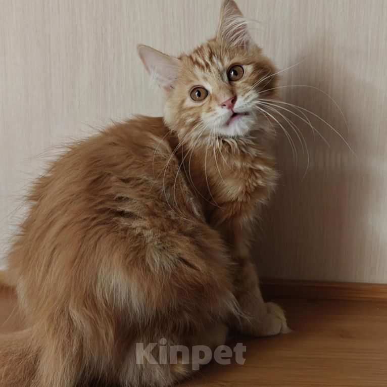 Кошки в Владивостоке: Котята Курильского бобтейла. Продажа и резерв Разнополые, 20 000 руб. - фото 5