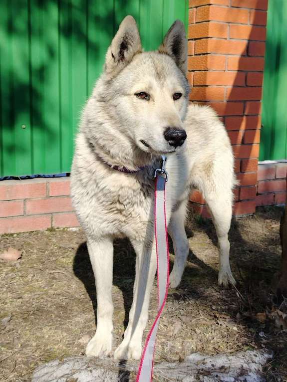 Собаки в Чехове: ПОМОГИТЕ ВОЛЧКУ НАЙТИ ЛЮБЯЩИЙ ДОМ! 🙌 Мальчик, Бесплатно - фото 1