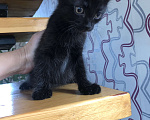 Кошки в Чите: Котёнок мальчик рождён 7 .09.2024 г. К лотку приучен, кушает самостоятельно , активен и игрив .  Мальчик, Бесплатно - фото 4