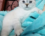 Кошки в Мытищах: Британские котята  Девочка, 15 000 руб. - фото 1