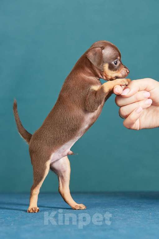 Собаки в Вологде: Русский Той Мальчик, Бесплатно - фото 6