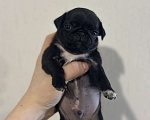 Собаки в Екатеринбурге: Мопс мальчик черный Мальчик, 50 000 руб. - фото 1