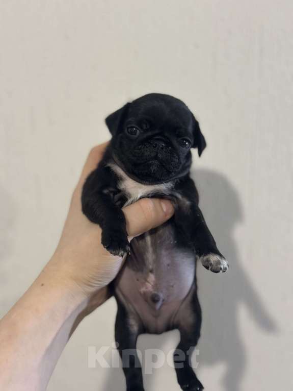 Собаки в Екатеринбурге: Мопс мальчик черный Мальчик, 50 000 руб. - фото 1