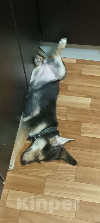 Собаки в Санкт-Петербурге: СРОЧНО отдаём щенка  Девочка, Бесплатно - фото 3