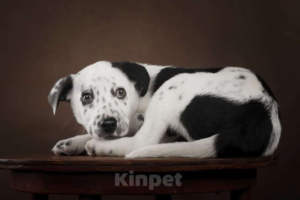 Собаки в Москве: Щенок в добрый руки Мальчик, Бесплатно - фото 4