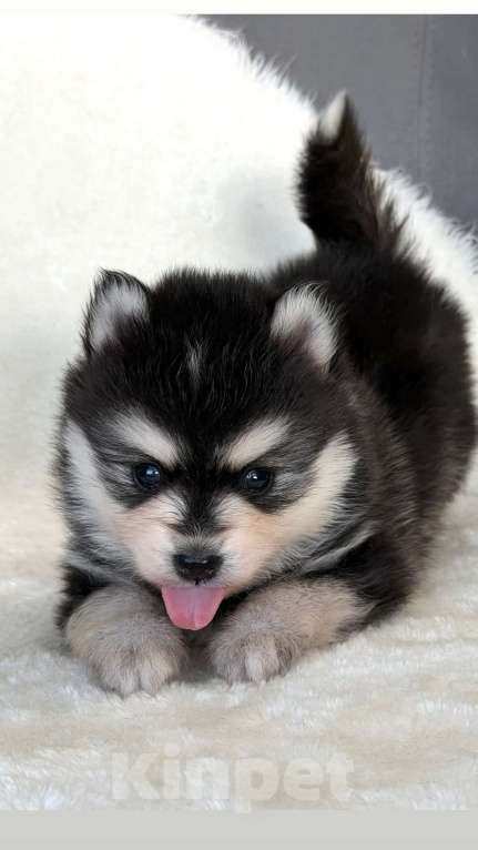Собаки в Санкт-Петербурге: Мальчик помски Мальчик, 60 000 руб. - фото 1