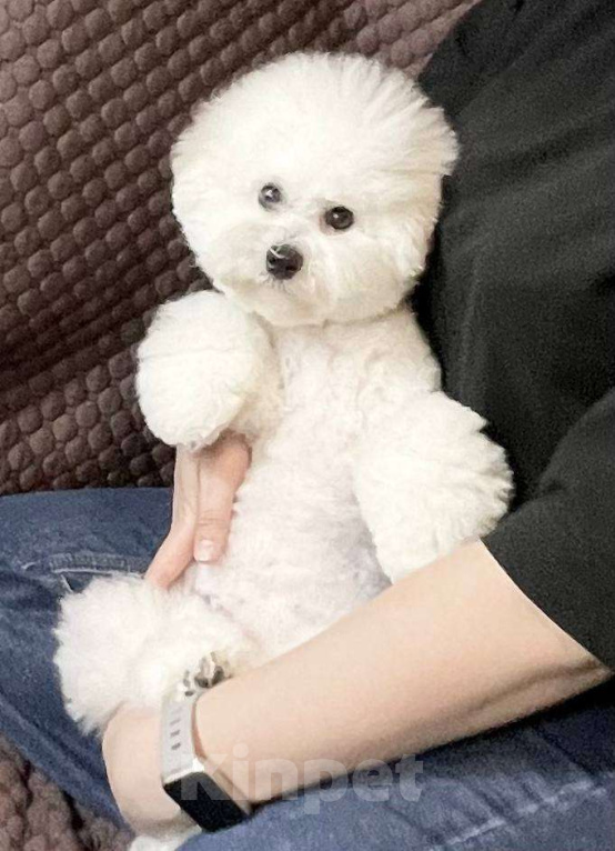 Собаки в Москве: Девочка Бишон Фризе (Булочка) Девочка, Бесплатно - фото 2