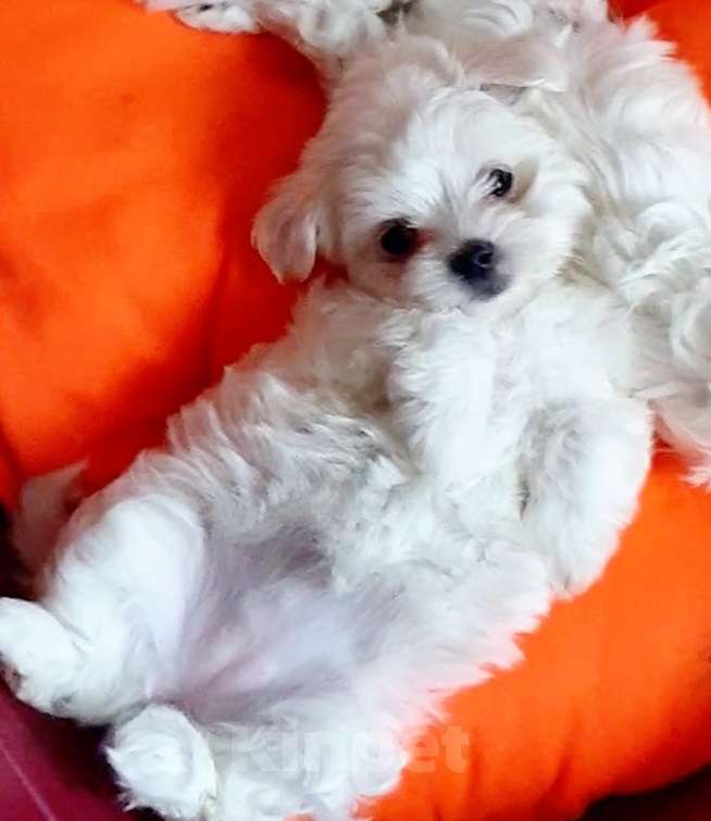 Собаки в Зеленограде: Мальтезе мальчики мини и стандарт Мальчик, 50 000 руб. - фото 2