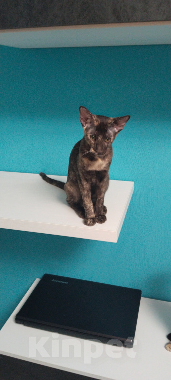 Кошки в Челябинске: Продам Девочка, 20 000 руб. - фото 2