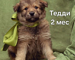 Собаки в Лобне: щенок Тедди ищет семью Мальчик, Бесплатно - фото 1