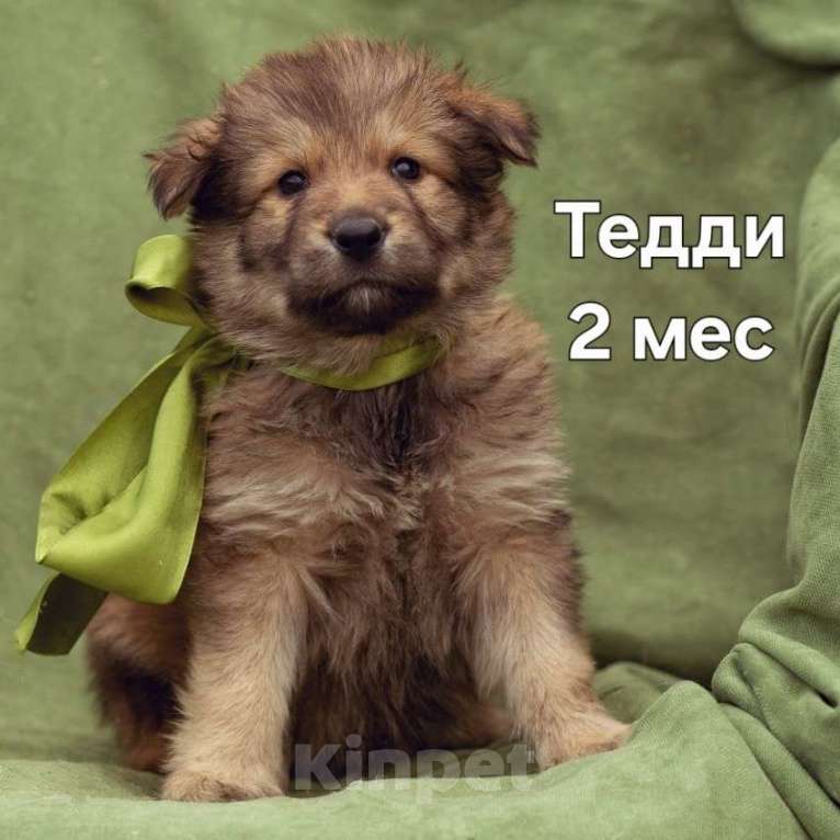 Собаки в Лобне: щенок Тедди ищет семью Мальчик, Бесплатно - фото 1